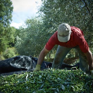 Las Piedras | El aceite de oliva estrena en mltiples formatos su cosecha temprana 2019