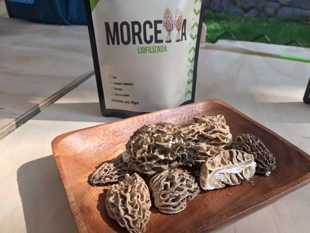 Hongos Morchella liofilizados. - Productos